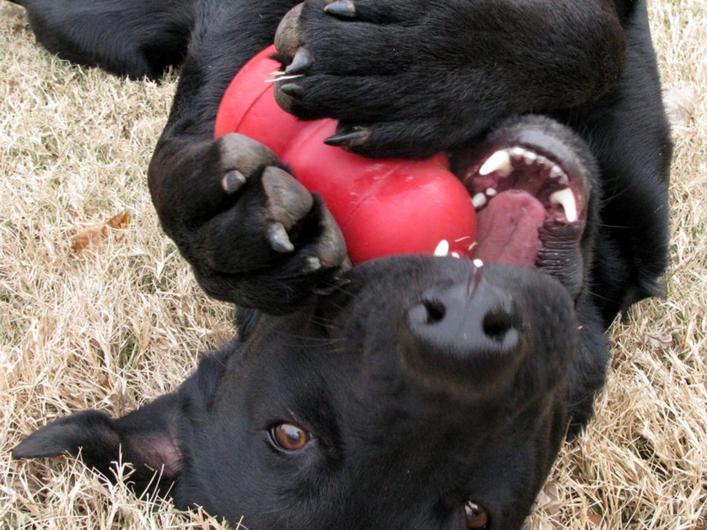 Juguete Anti Estrés para Perros - Tipo Kong
